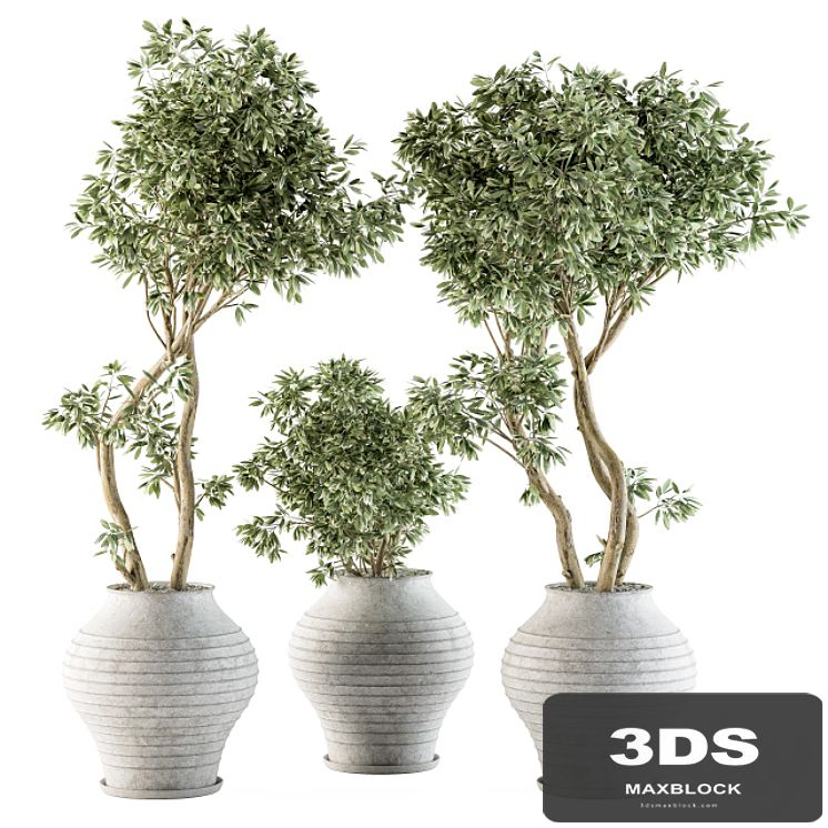 Outdoor Plants tree in Concrete Pot - Set 89