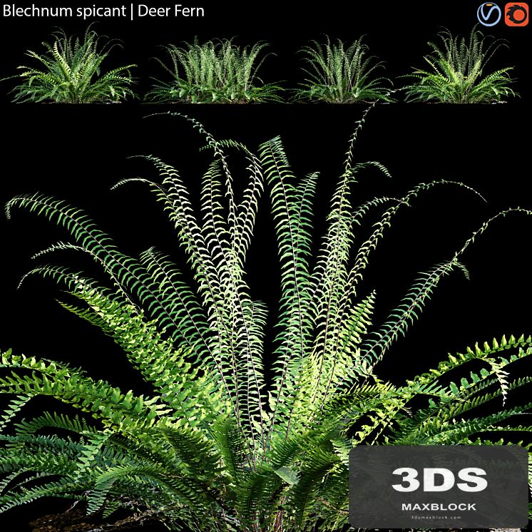 Blechnum spicant - Deer Fern - 02