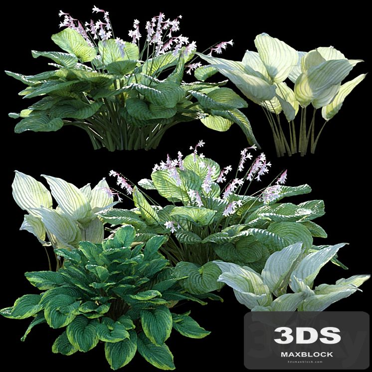 Hosta (funkia)