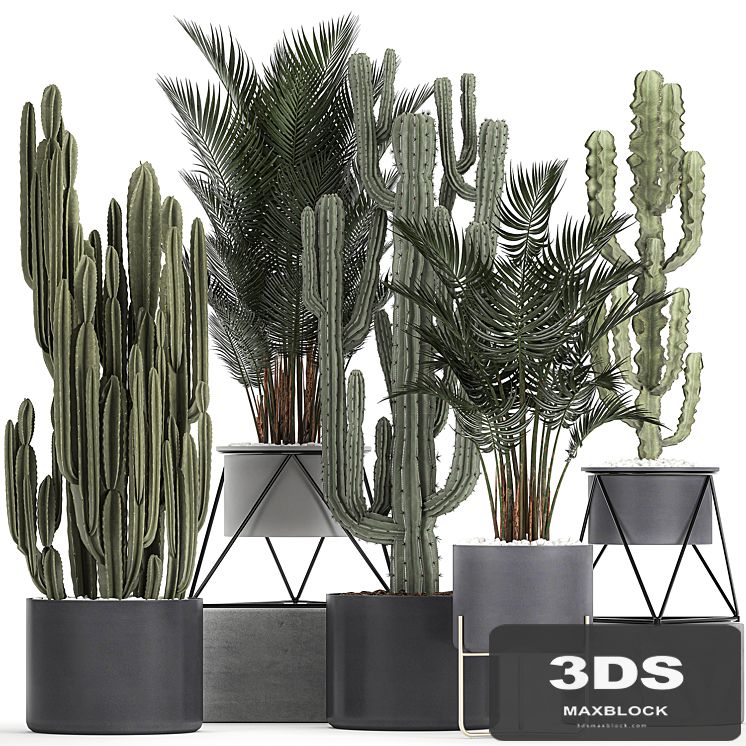 Collection of cacti and palm trees in pots with indoor cactus, cereus, palm hovea, Carnegie . Set 746
