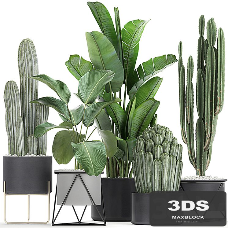 Collection of plants in pots on legs with Cacti and Strelitzia, Banana palm, Cereus. Set 747.