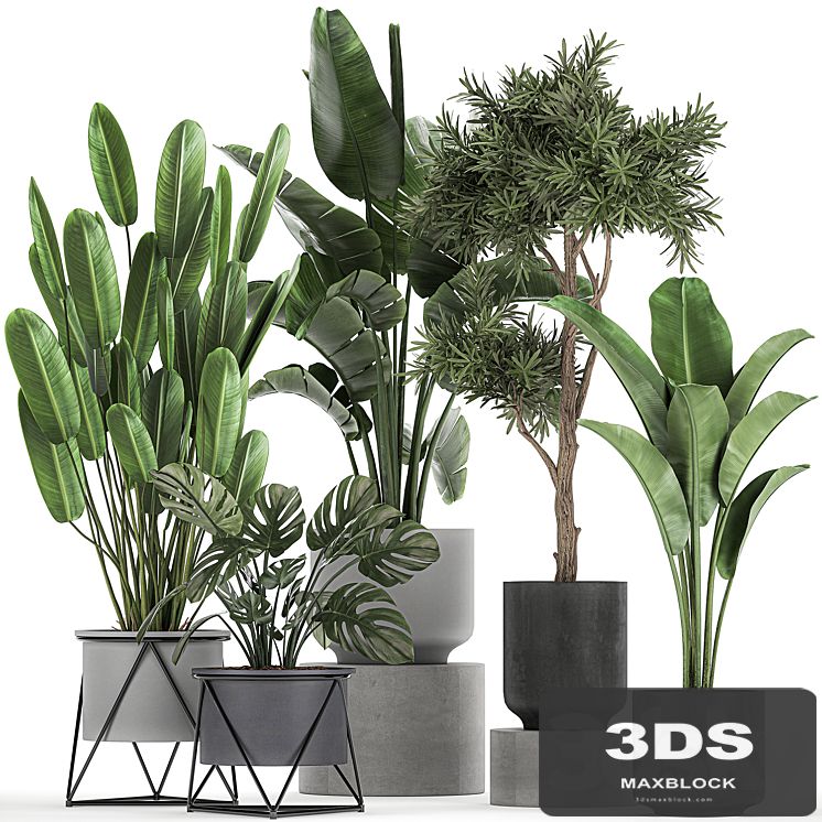 Collection of plants in pots on legs with Strelitzia, monstera, Banana palm, tree. Set 749.