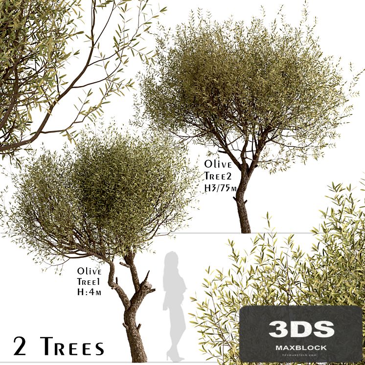 Set of Olive Trees (Olea Europaea) (2 Trees)
