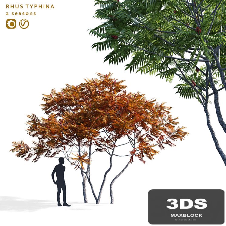 Deer-horned sumac | Rhus typhina 2 seasons