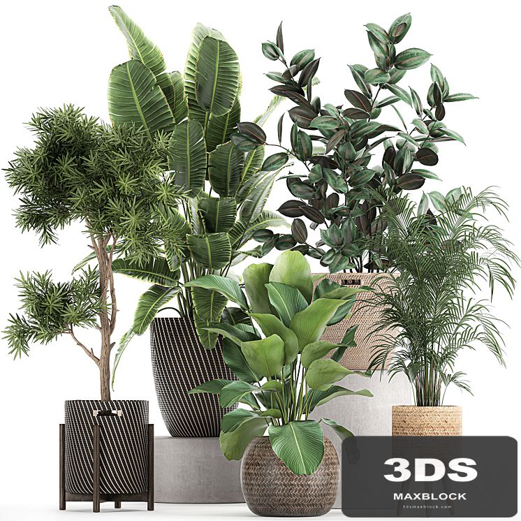 Collection of beautiful plants in baskets with tree, palm, banana, Strelitzia, Hovea, ficus abidjan. Set 752.
