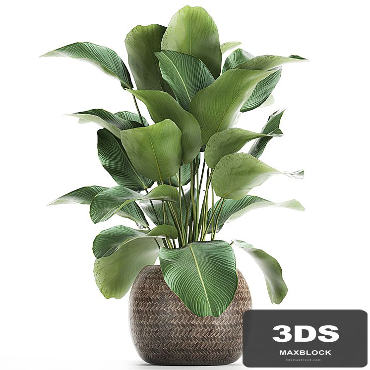 A beautiful lush bush of an exotic plant in a round basket of Kalatea lutea. 753.
