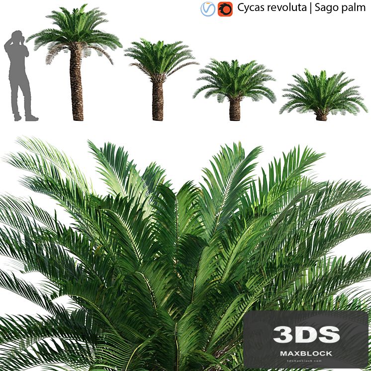 Cycas revoluta - Sago palm - 02