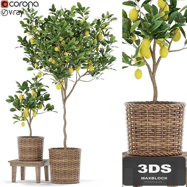 Plants collection 422