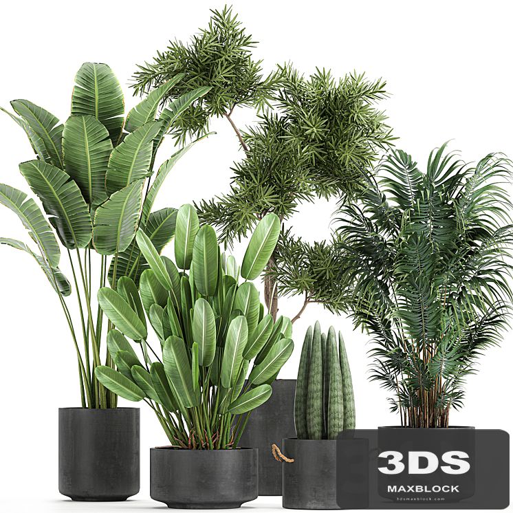 Collection of plants in concrete pots with Strelitzia, palm, Sansevieria. Set 754.