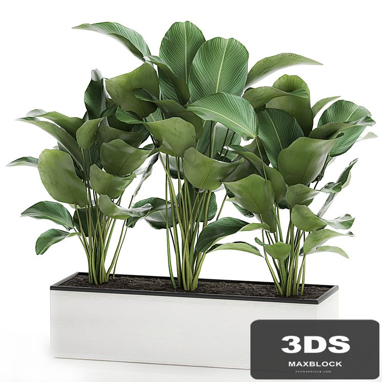 Beautiful lush bushes of exotic plants in a white pot Kalatea lutea. 754.