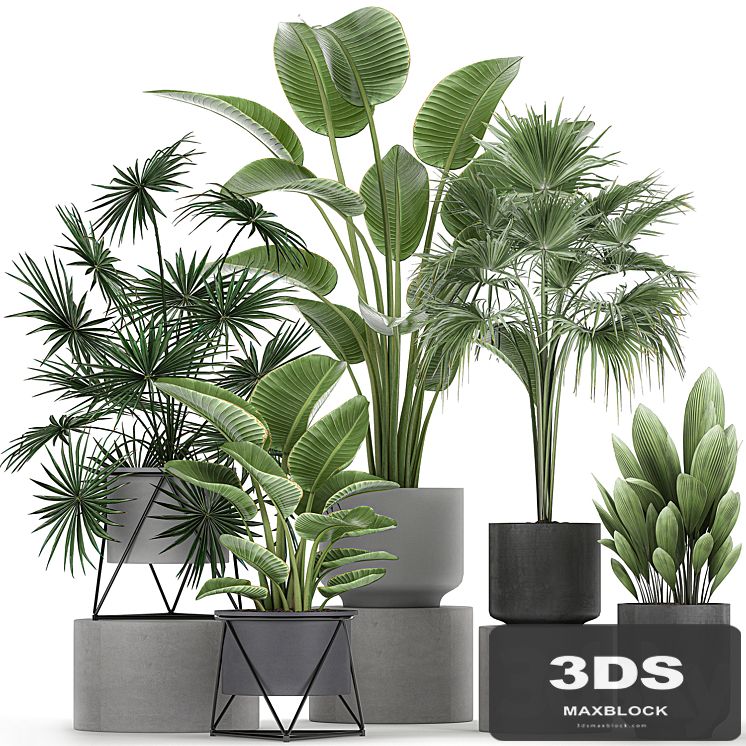 Collection of plants in concrete pots with Strelitzia, fan palm, office plants. Set 755.