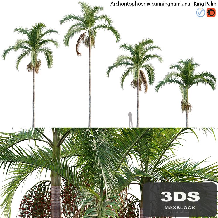 Archontophoenix cunninghamiana - King Palm - 01