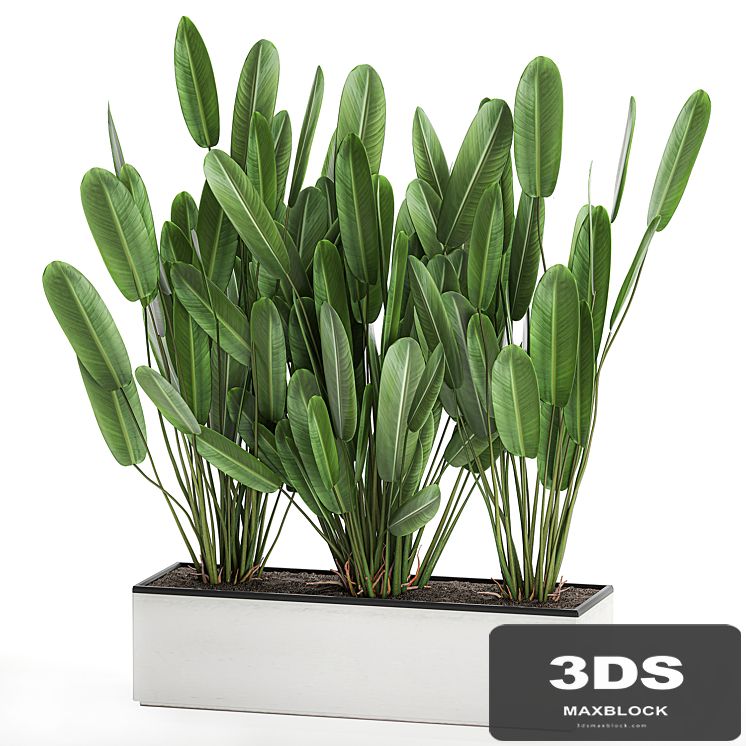 Beautiful lush bushes of exotic plants in a white pot flower bed Strelitzia, ravenala. 756.