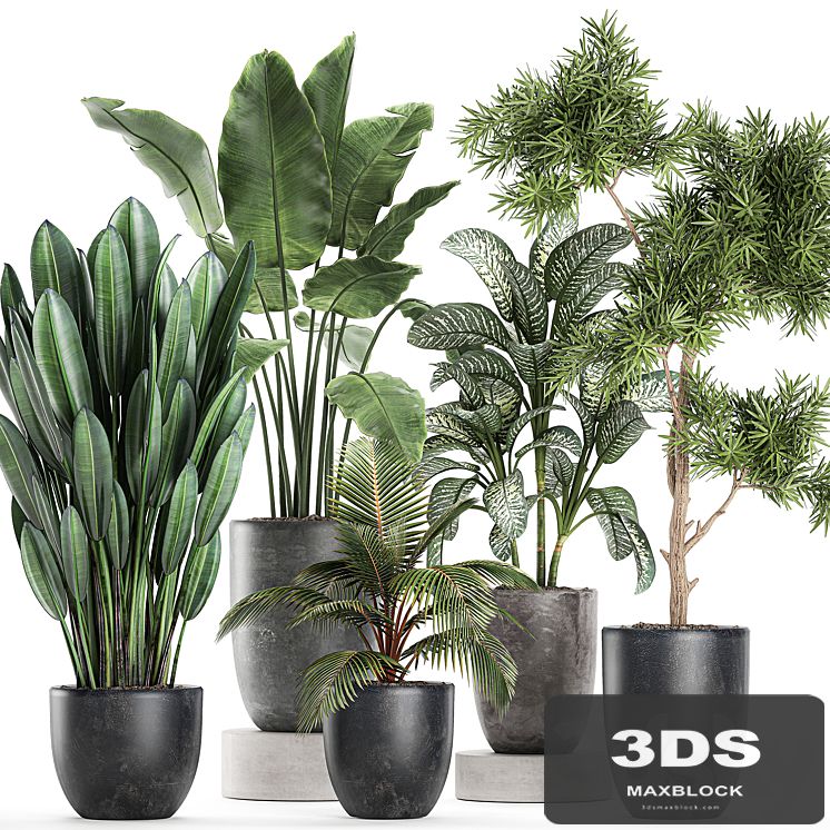 Collection of small plants in black pots with banana palm, Dieffenbachia, tree. Set 757.