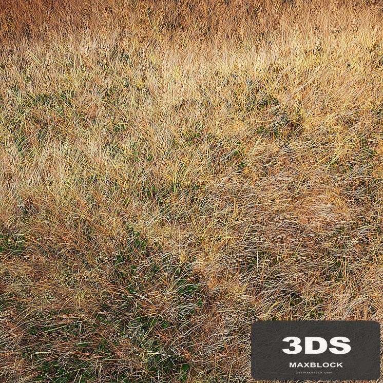 Autumn grass