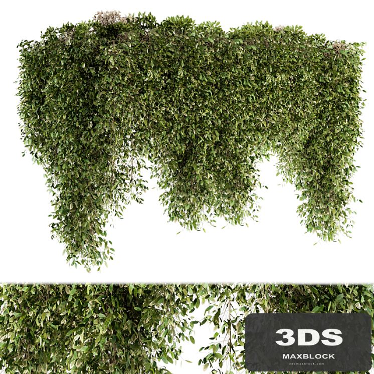 Outdoor Plant Set 96 - Hanging Plants