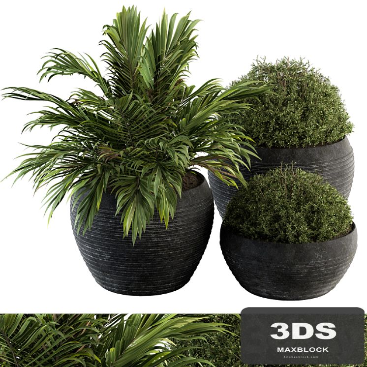 Outdoor Plants tree in Concrete Pot - Set 104