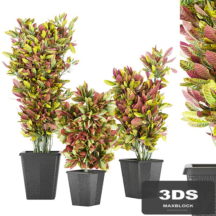 Collection plant vol 12