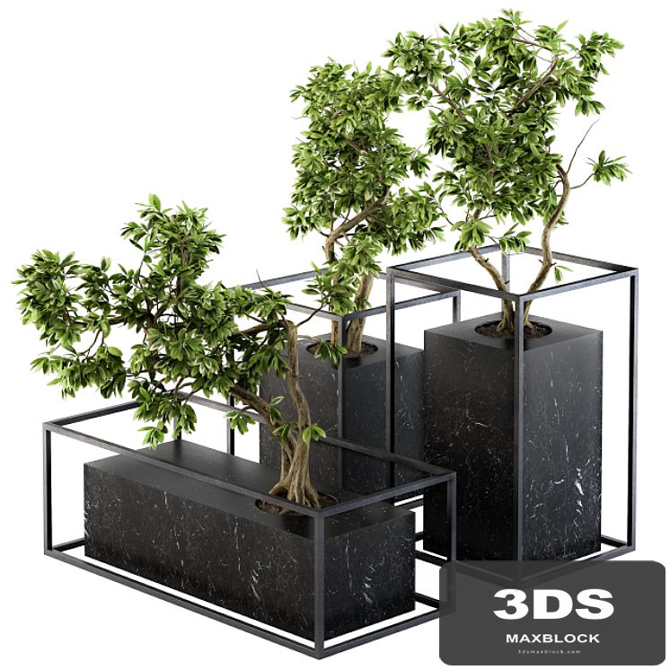 Bonsai Benjamin indoor Plants - Set 101
