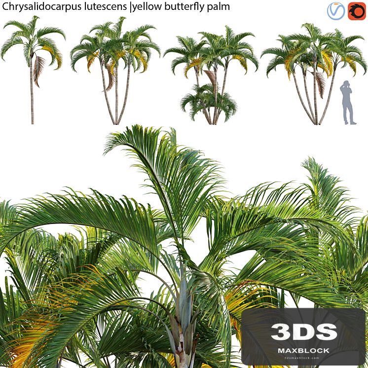 Chrysalidocarpus lutescens - yellow butterfly palm - 01