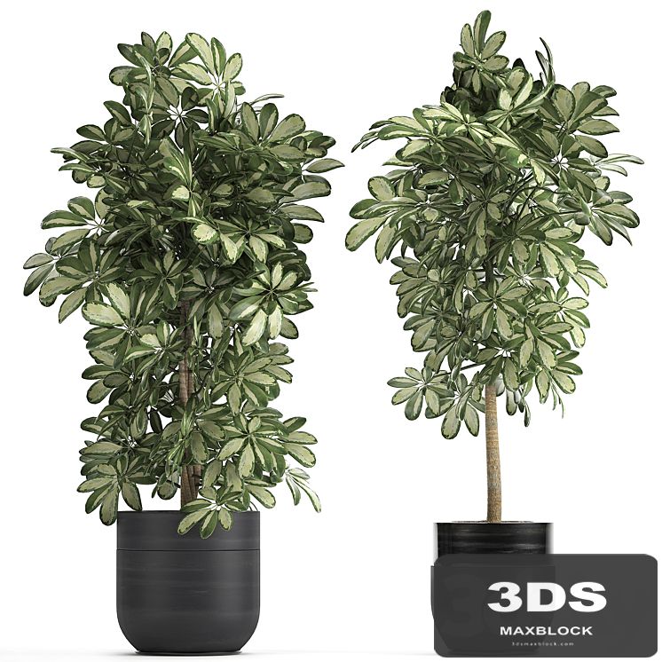 A collection of beautiful little plants in black Scheffler pots. Set 765.