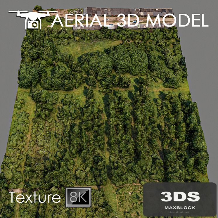 Forest 81