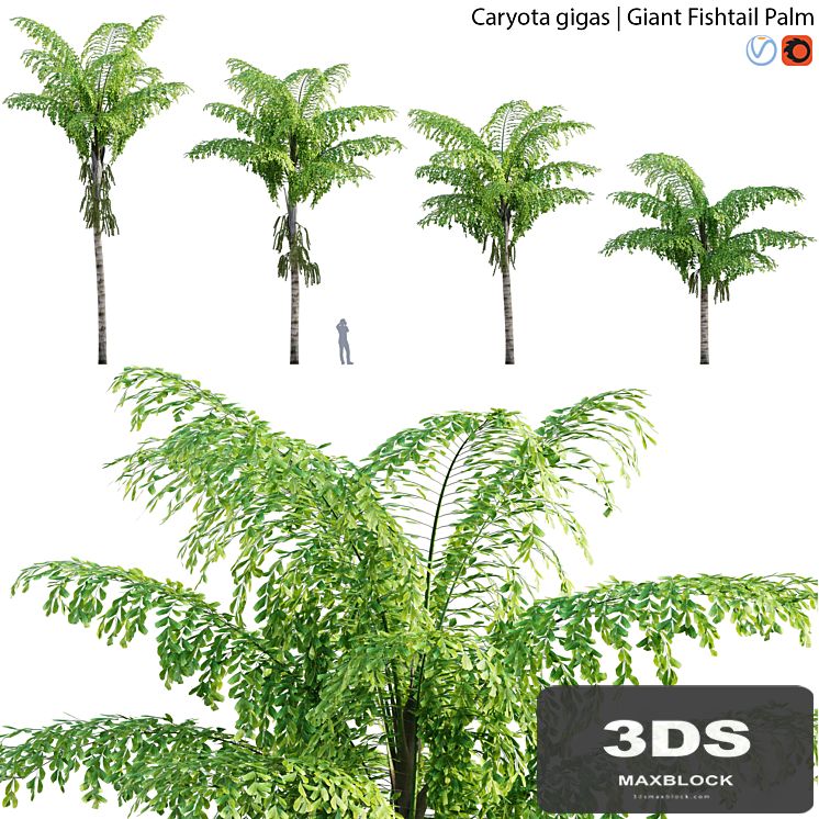 Caryota gigas - Giant Fishtail Palm - Caryota Mitis - 01