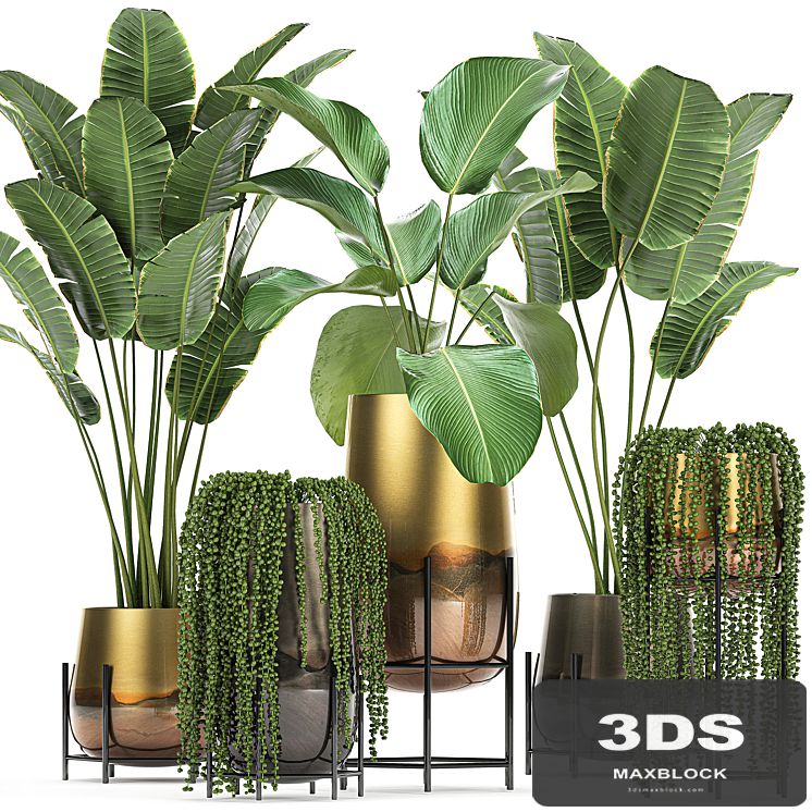 Collection of plants in golden pots on legs with banana palm, strelitzia, Krestovnik, Kalatea lutea, hanging plants. Set 768