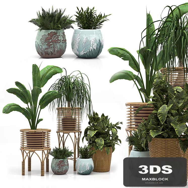 Indoor Plants Set