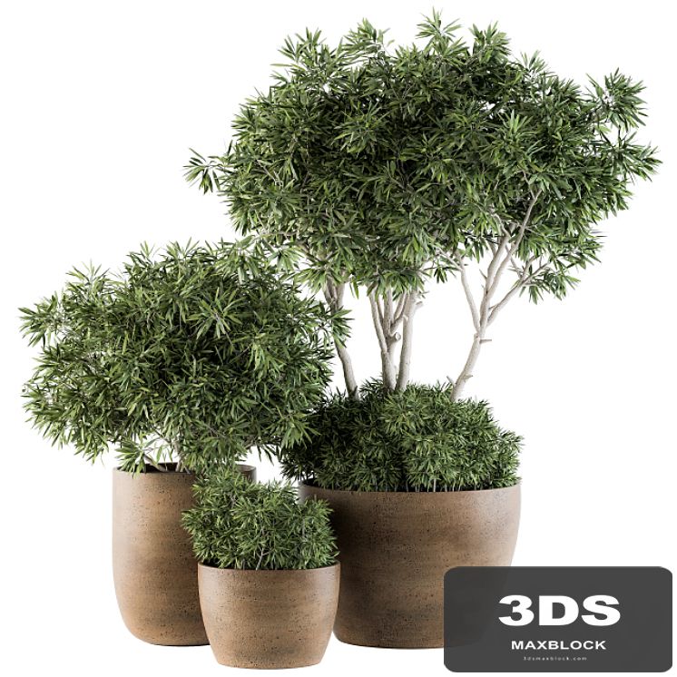 Outdoor Plants tree in Concrete Pot - Set 111