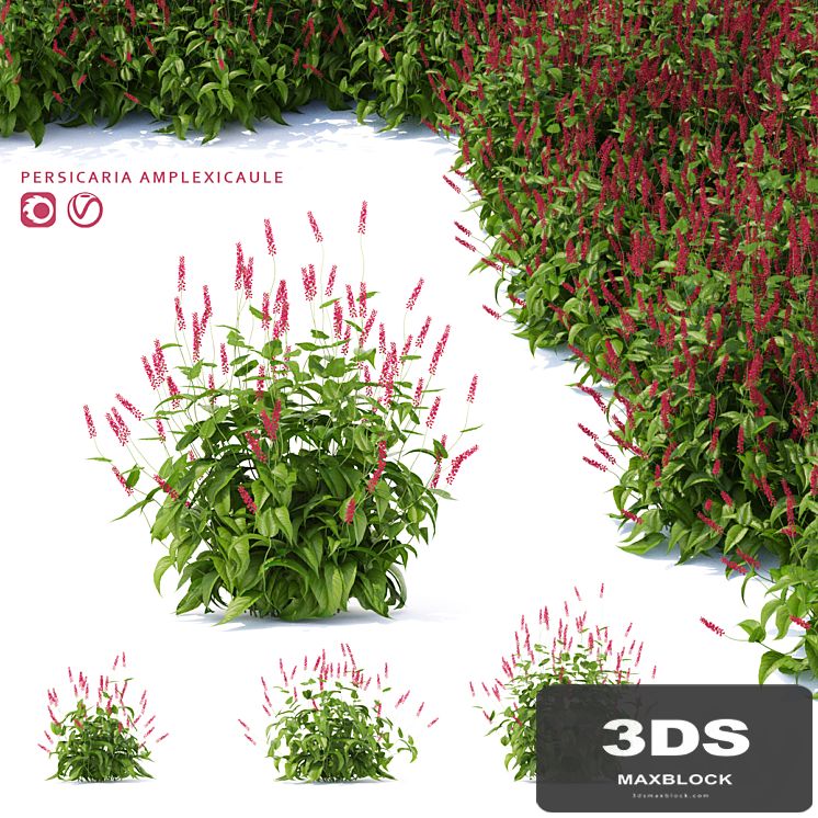 Highlander candlestick flowers | Persicaria amplexicaule