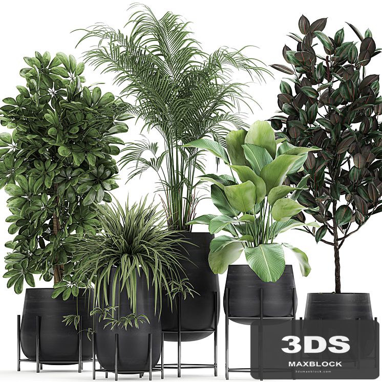 Collection of plants in pots on legs with palm, strelitzia, Scheffler, Calathea lutea, Ficus, Chlorophytum. Set 769