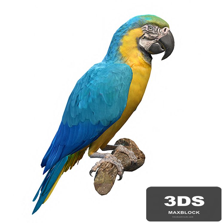 Blue and yellow macaw