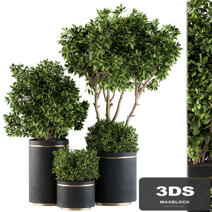 indoor Plant Set 105 - Black and Gold
