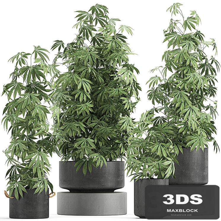 A collection of lush bushes of plants in black pots with Cannabis, Marijuana, cannabis, cannabis. Set 770.