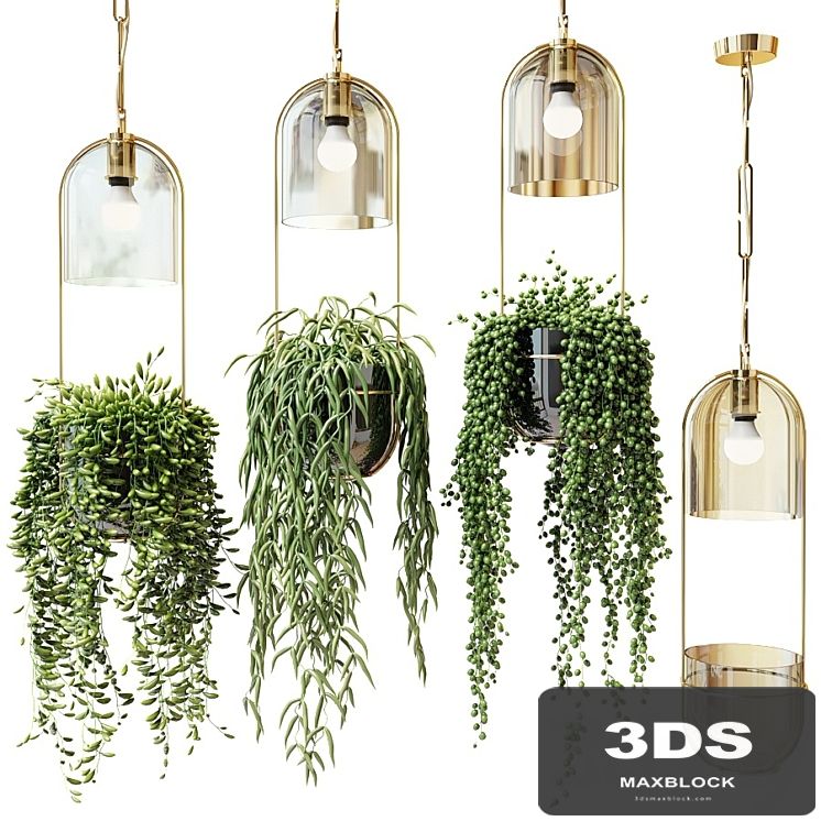 Ampel plants in hanging planters