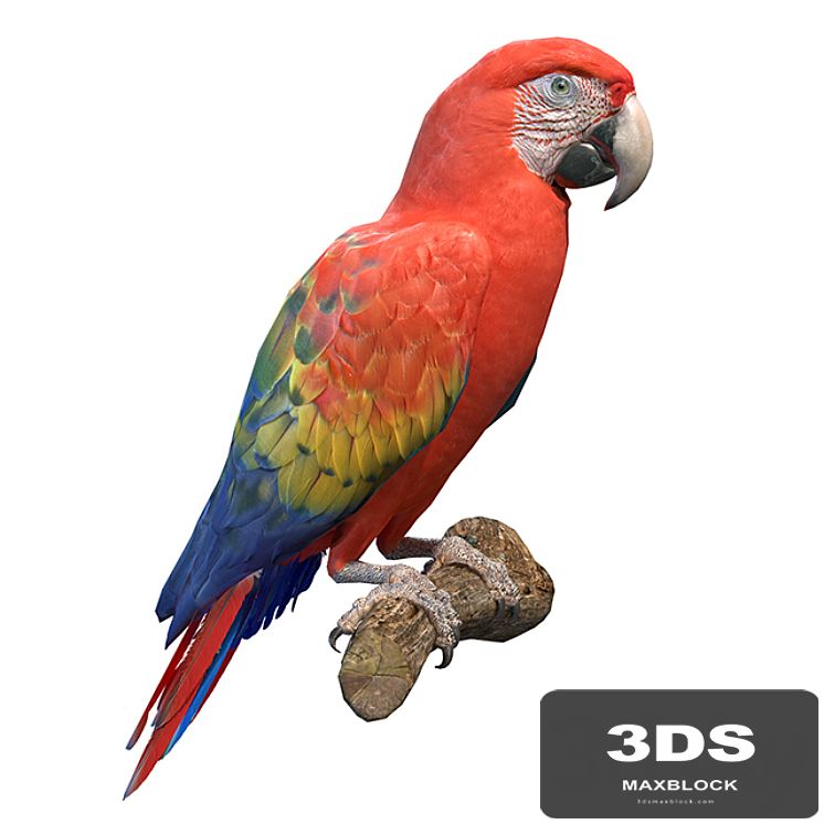 Red macaw