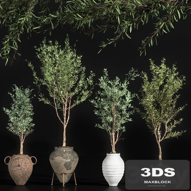 indoor plant olive set 01