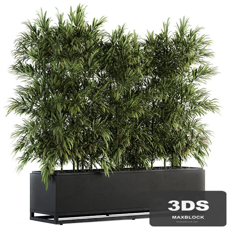 indoor Plant Set 109 - Palm in Plant Box