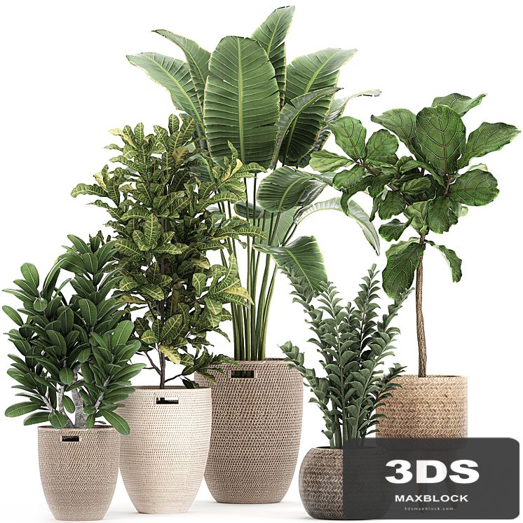 A collection of ornamental plants in rattan baskets with a ficus tree Lirata croton, banana, Zamiokulkas, Strelitzia. Set 782