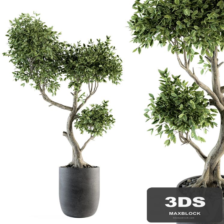 Plant Big Bonsai Indoor Plants 110