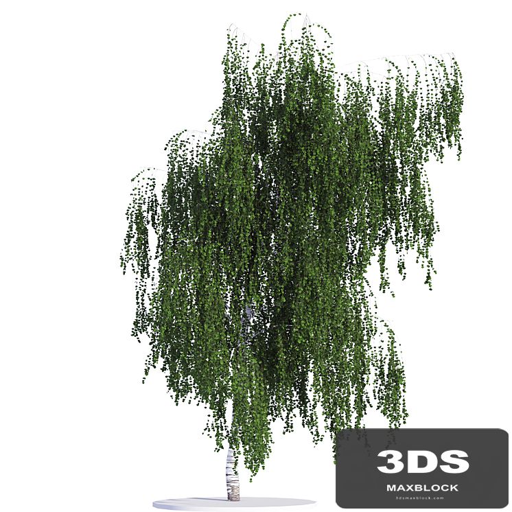 Birch