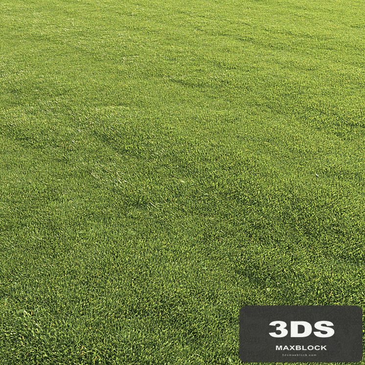Lawn grass