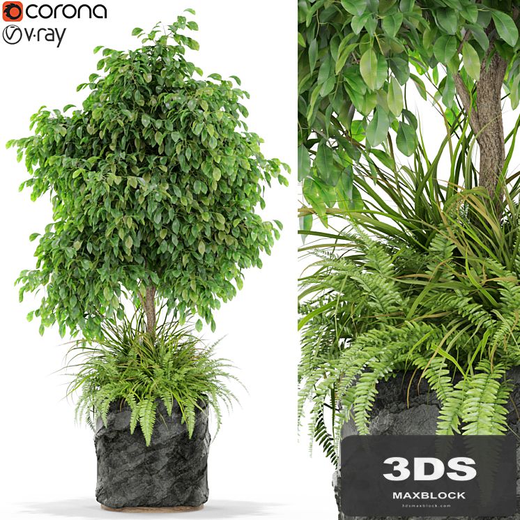 Plants collection 434