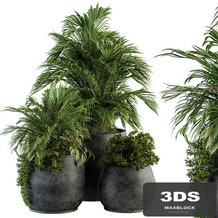 indoor Plant Set 113 - Black Pot