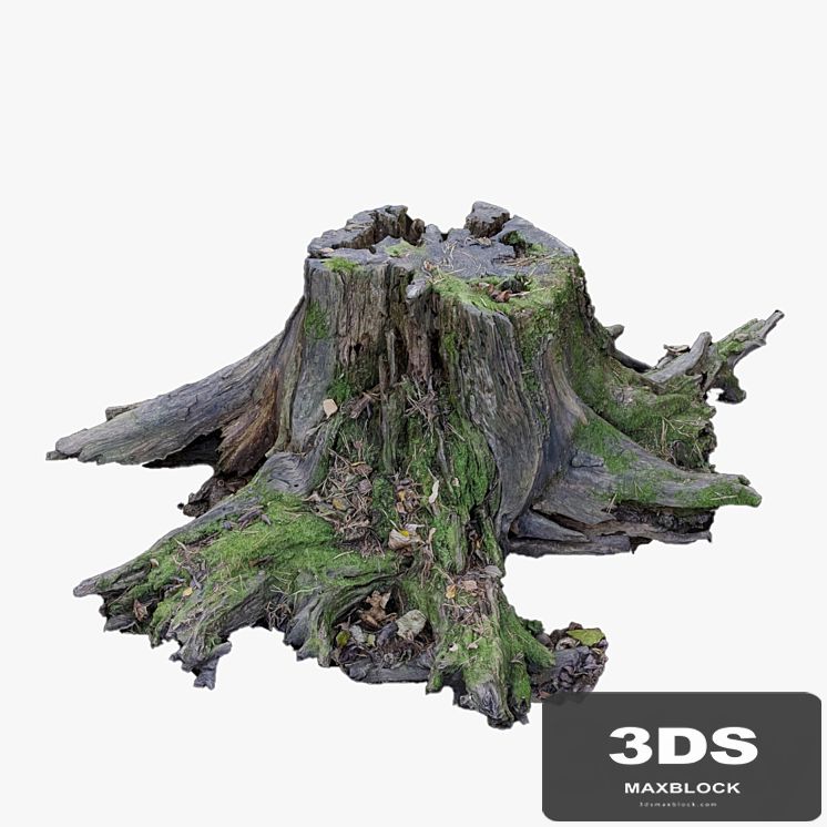 Large tree stump