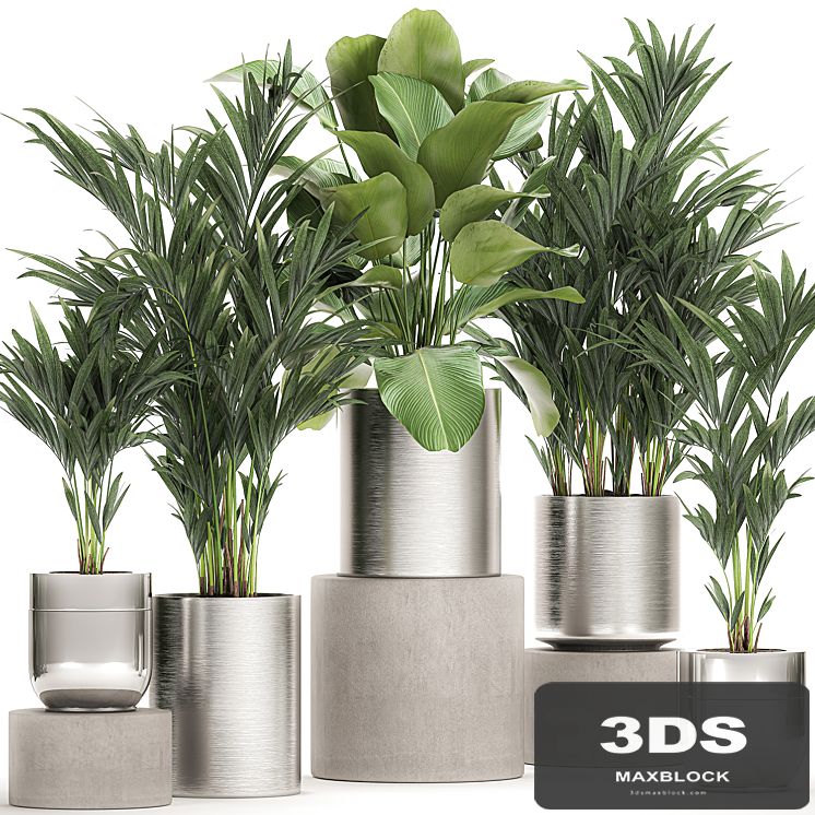 Collection of plants in metal chrome pots with kalatea lutea, lush palm trees, hovea, neanta. Set 784.