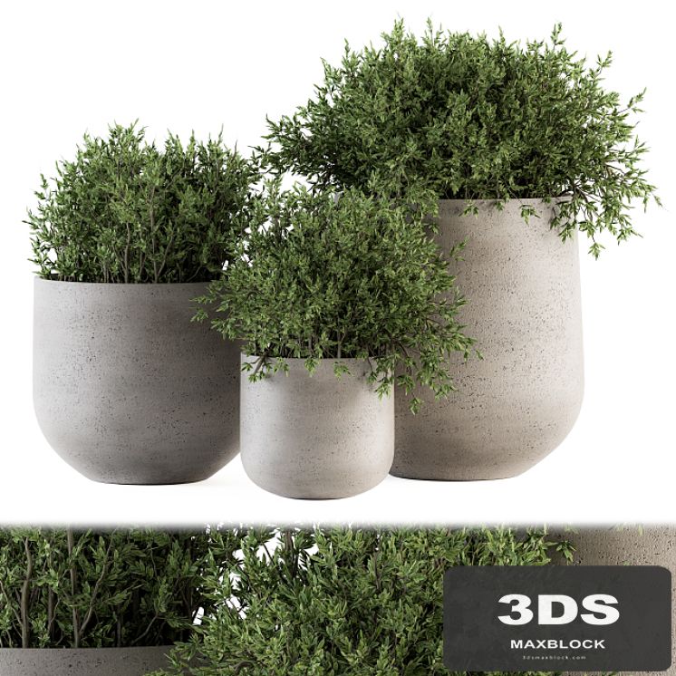 Outdoor Plants tree in Concrete pot - Set 125