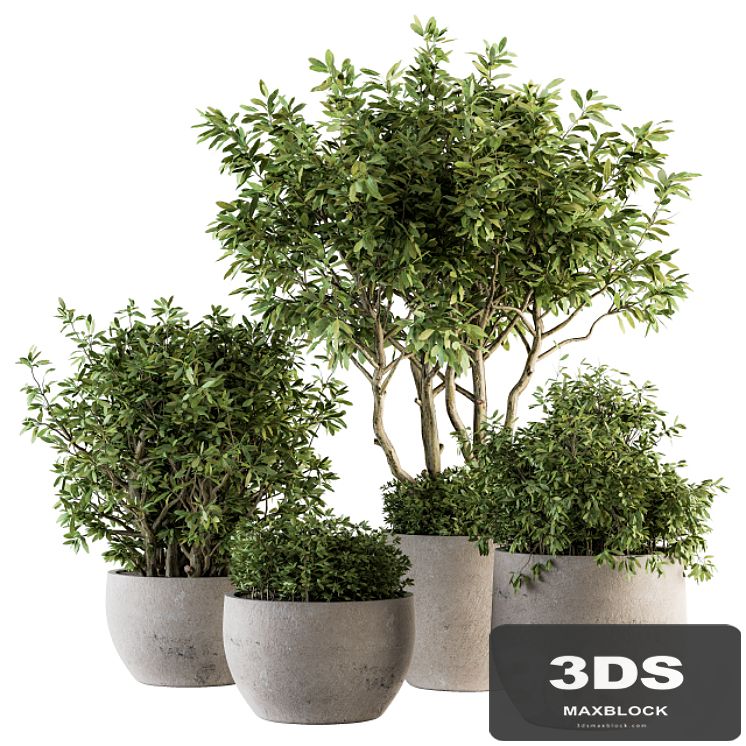 Outdoor Plants tree in Concrete Pot - Set 128