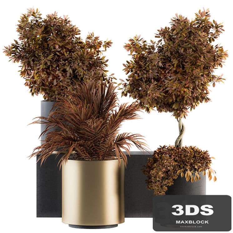 indoor Plant Set 91 - Black and Gold (Red Plant)